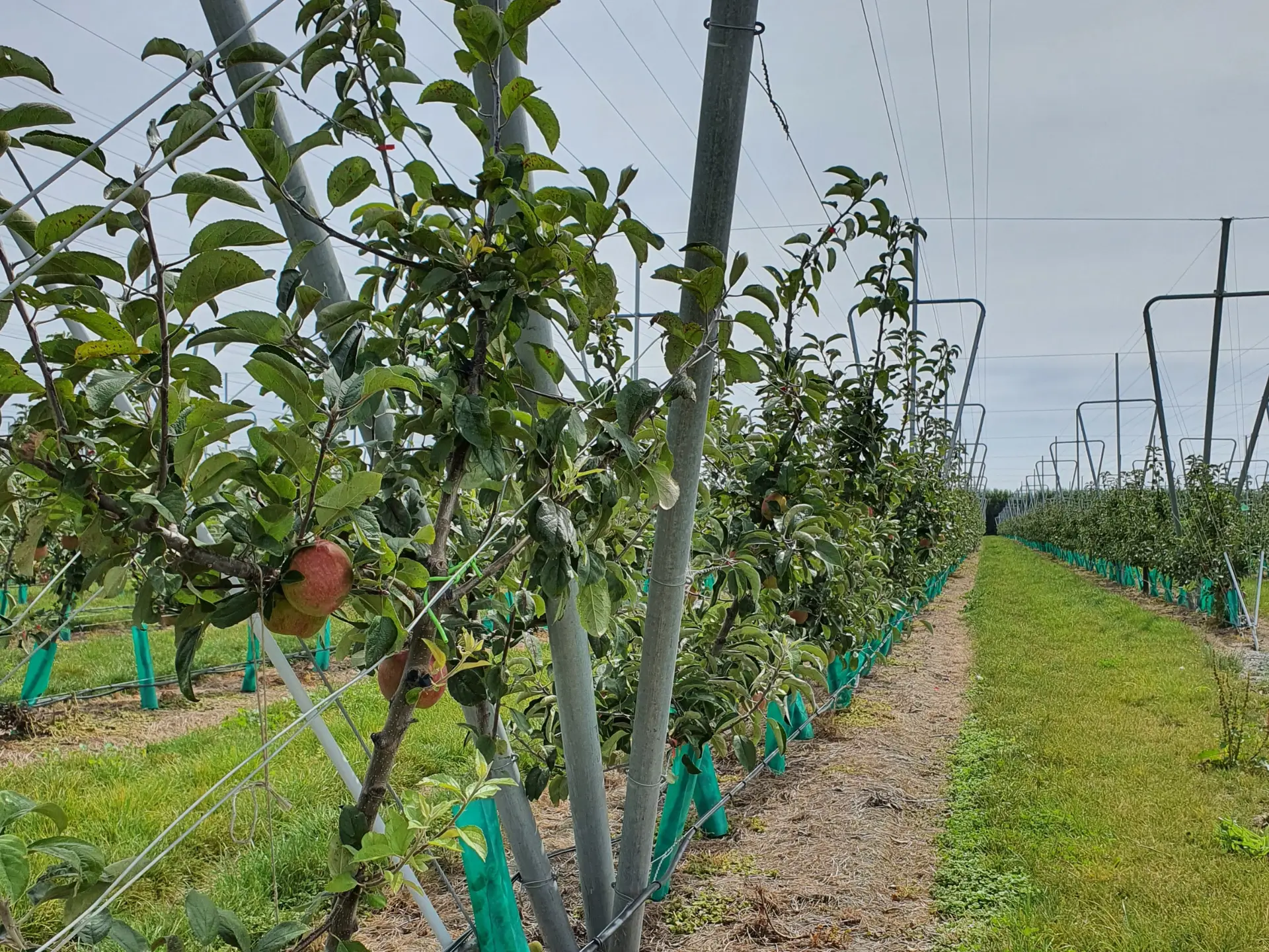 Steel orchard