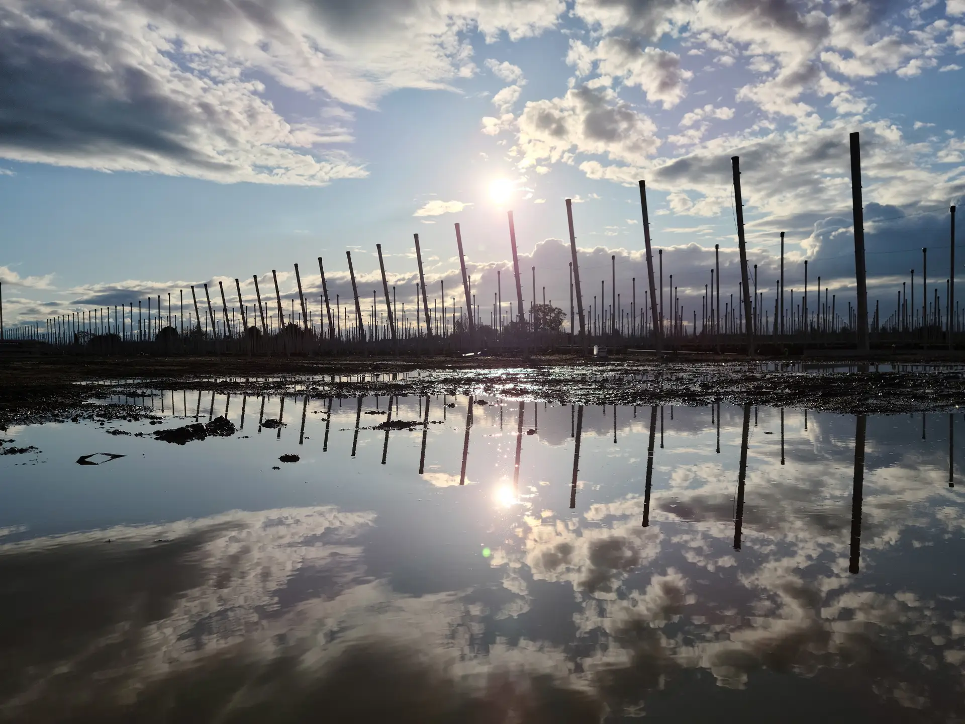 Concrete orchard development